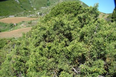 Fotografia da espécie Juniperus phoenicea