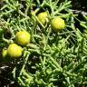 Fotografia 10 da espécie Juniperus phoenicea do Jardim Botânico UTAD