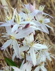 Clematis flammula