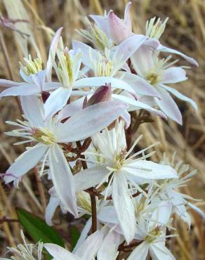 Fotografia 1 da espécie Clematis flammula no Jardim Botânico UTAD