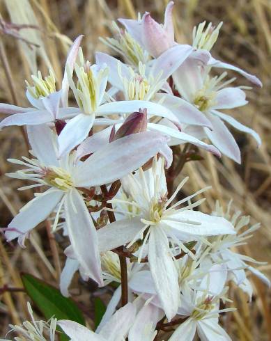 Fotografia de capa Clematis flammula - do Jardim Botânico