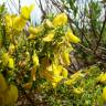 Fotografia 8 da espécie Ononis ramosissima do Jardim Botânico UTAD