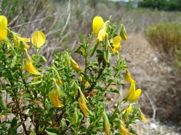 Fotografia da espécie Ononis ramosissima