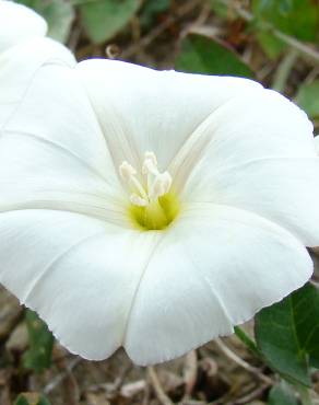 Fotografia 1 da espécie Convolvulus arvensis var. arvensis no Jardim Botânico UTAD