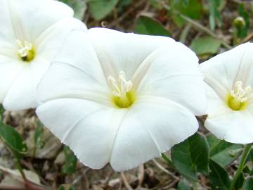 Fotografia da espécie Convolvulus arvensis var. arvensis