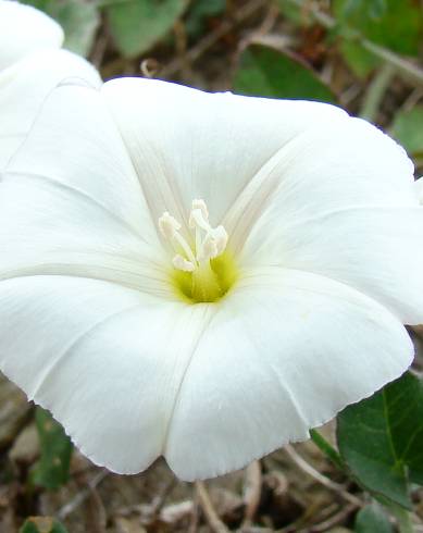 Fotografia de capa Convolvulus arvensis var. arvensis - do Jardim Botânico