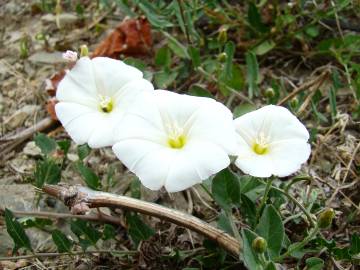 Fotografia da espécie Convolvulus arvensis var. arvensis