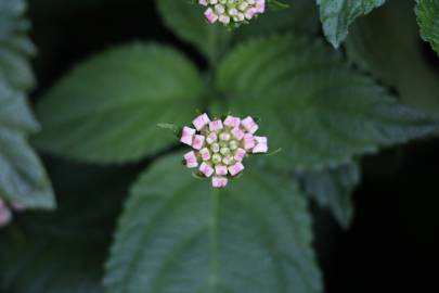 Fotografia da espécie Lantana camara