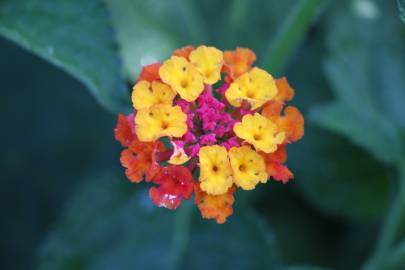 Fotografia da espécie Lantana camara