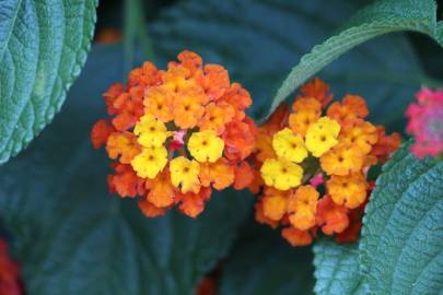 Fotografia da espécie Lantana camara