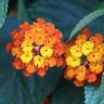 Fotografia 5 da espécie Lantana camara do Jardim Botânico UTAD