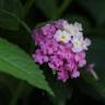 Fotografia 6 da espécie Lantana camara do Jardim Botânico UTAD