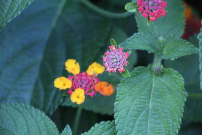 Fotografia da espécie Lantana camara