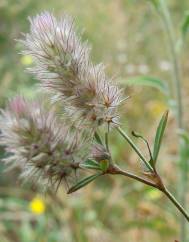 Trifolium arvense var. arvense