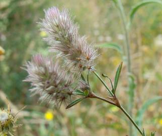 Fotografia da espécie Trifolium arvense var. arvense