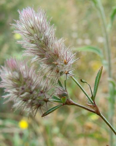 Fotografia de capa Trifolium arvense var. arvense - do Jardim Botânico