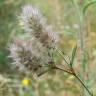 Fotografia 1 da espécie Trifolium arvense var. arvense do Jardim Botânico UTAD