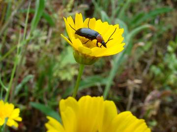 Fotografia da espécie Coleostephus myconis