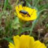 Fotografia 6 da espécie Coleostephus myconis do Jardim Botânico UTAD