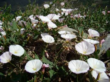 Fotografia da espécie Convolvulus arvensis var. arvensis