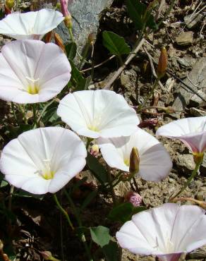 Fotografia 4 da espécie Convolvulus arvensis var. arvensis no Jardim Botânico UTAD