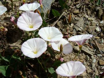 Fotografia da espécie Convolvulus arvensis var. arvensis