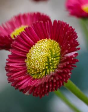 Fotografia 3 da espécie Bellis perennis no Jardim Botânico UTAD