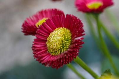 Fotografia da espécie Bellis perennis