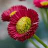 Fotografia 3 da espécie Bellis perennis do Jardim Botânico UTAD