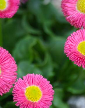 Fotografia 4 da espécie Bellis perennis no Jardim Botânico UTAD