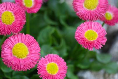 Fotografia da espécie Bellis perennis