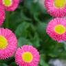 Fotografia 4 da espécie Bellis perennis do Jardim Botânico UTAD