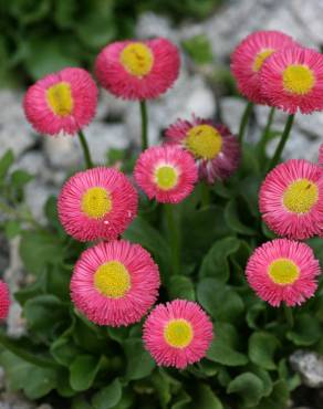 Fotografia 5 da espécie Bellis perennis no Jardim Botânico UTAD