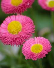 Fotografia da espécie Bellis perennis