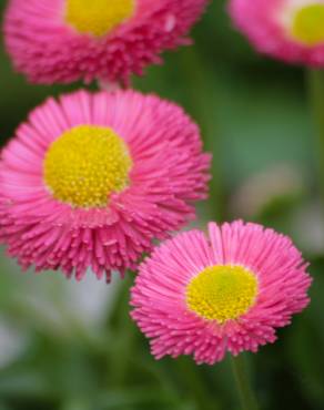 Fotografia 1 da espécie Bellis perennis no Jardim Botânico UTAD