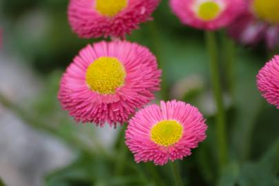 Fotografia da espécie Bellis perennis