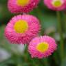 Fotografia 1 da espécie Bellis perennis do Jardim Botânico UTAD