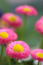 Fotografia da espécie Bellis perennis