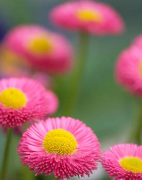 Fotografia 6 da espécie Bellis perennis no Jardim Botânico UTAD