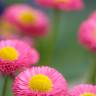 Fotografia 6 da espécie Bellis perennis do Jardim Botânico UTAD
