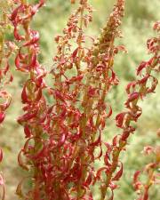 Fotografia da espécie Rumex bucephalophorus