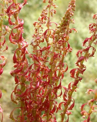 Fotografia de capa Rumex bucephalophorus subesp. gallicus - do Jardim Botânico