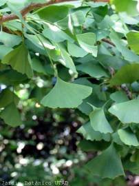 Fotografia da espécie Ginkgo biloba