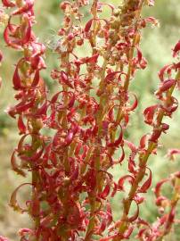 Fotografia da espécie Rumex bucephalophorus subesp. gallicus