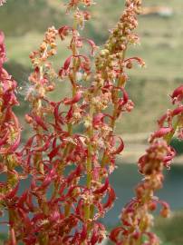 Fotografia da espécie Rumex bucephalophorus subesp. gallicus