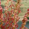 Fotografia 5 da espécie Rumex bucephalophorus subesp. gallicus do Jardim Botânico UTAD