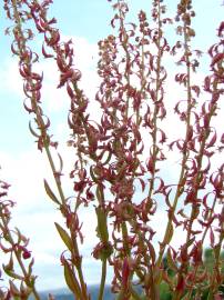 Fotografia da espécie Rumex bucephalophorus subesp. gallicus