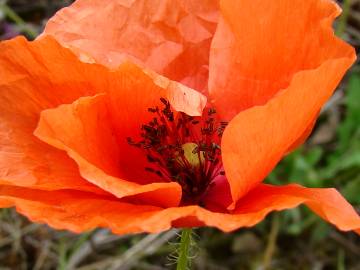 Fotografia da espécie Papaver rhoeas