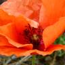 Fotografia 3 da espécie Papaver rhoeas do Jardim Botânico UTAD