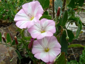 Fotografia da espécie Convolvulus arvensis var. arvensis